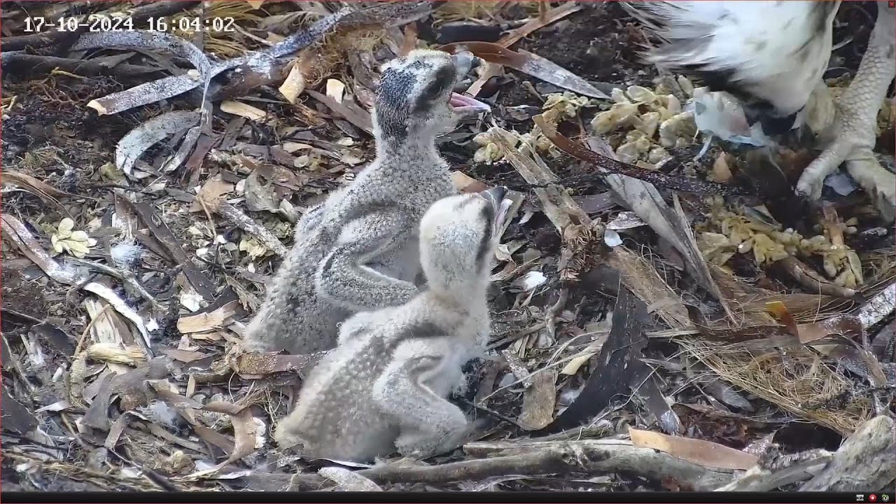Weekly Summary from Port Lincoln Osprey | 20-10-2024
