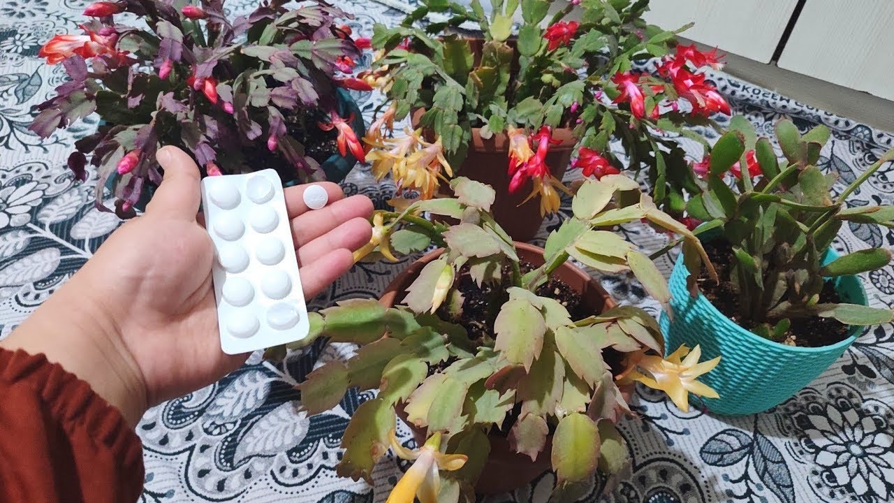 Yılbaşı Çiçeği Bol Çiçek Açması için Bunu Yaptım #yılbaşıçiçeği #çiçekbakımı #çiçeklerim #flowers