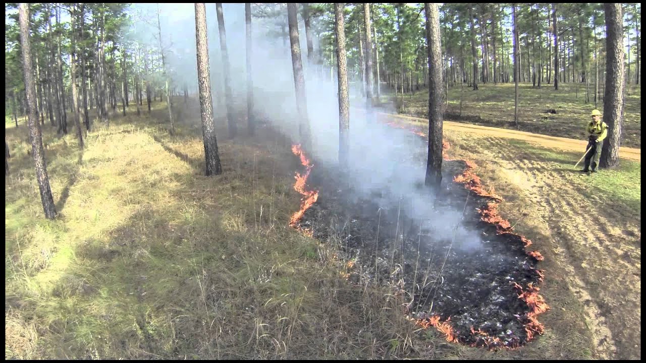 Wade Tract Prescribed Fire