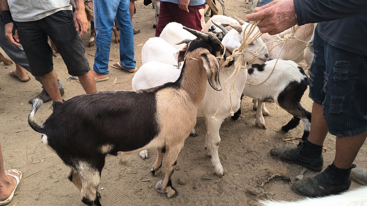 FEIRA DE ANIMAIS EM CAMPINA GRANDE-PB 28-01-2026