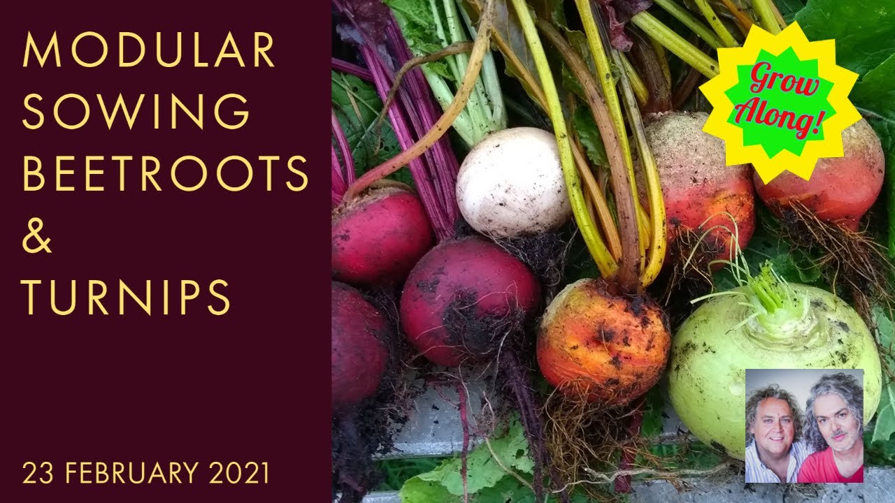 Sow Beetroots & Turnips in Modules, 23 February 2021
