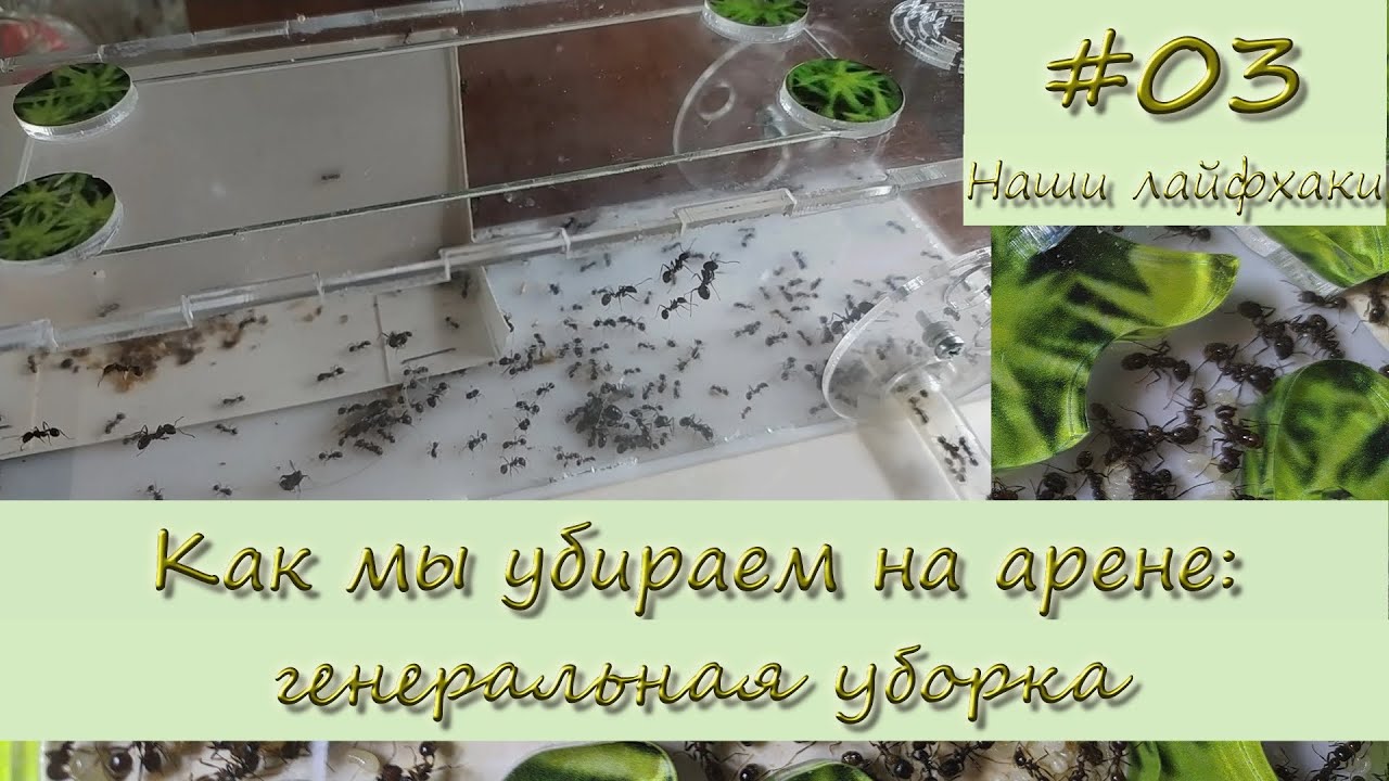 Генеральная уборка внешней арены