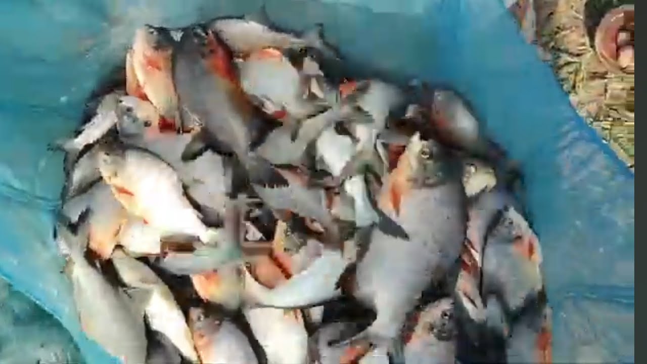 La dep ban theh doh biang mynta ka step ka 25/4/25  100kg ..ha pung Wandame feshing pond..