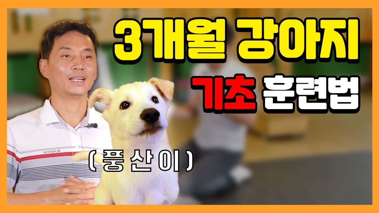 3개월 반려견은 어떤 훈련을 해야 할까??? [이찬종TV EP.06]