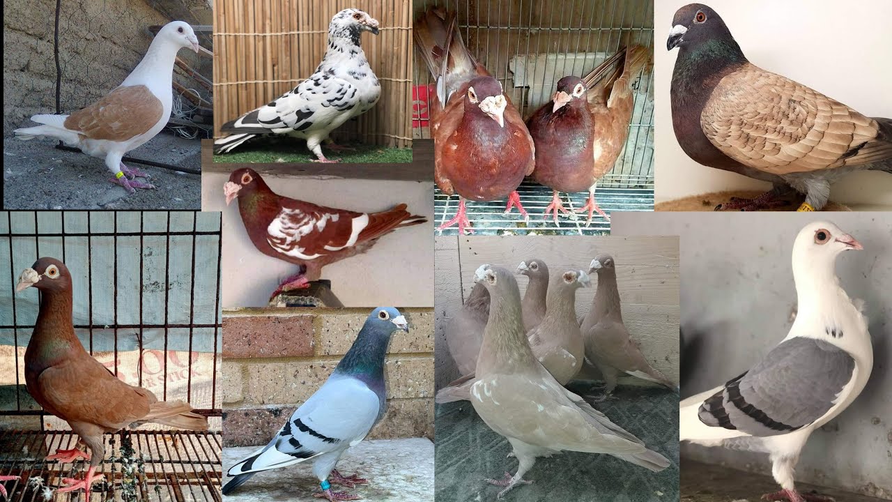 MGA IBAT IBANG LAHI AT KULAY NG MGA KALAPATI