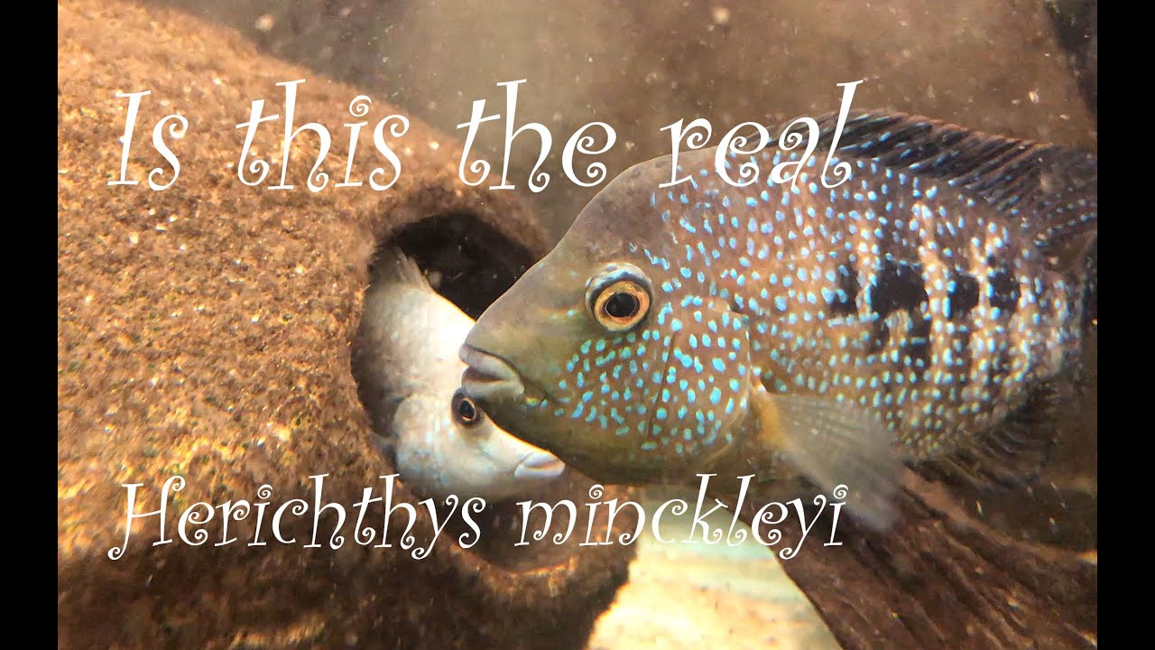 Aquatic Masters Series Episode 17: Dr. Ron Oldfield and I discuss Herichthys minckleyi