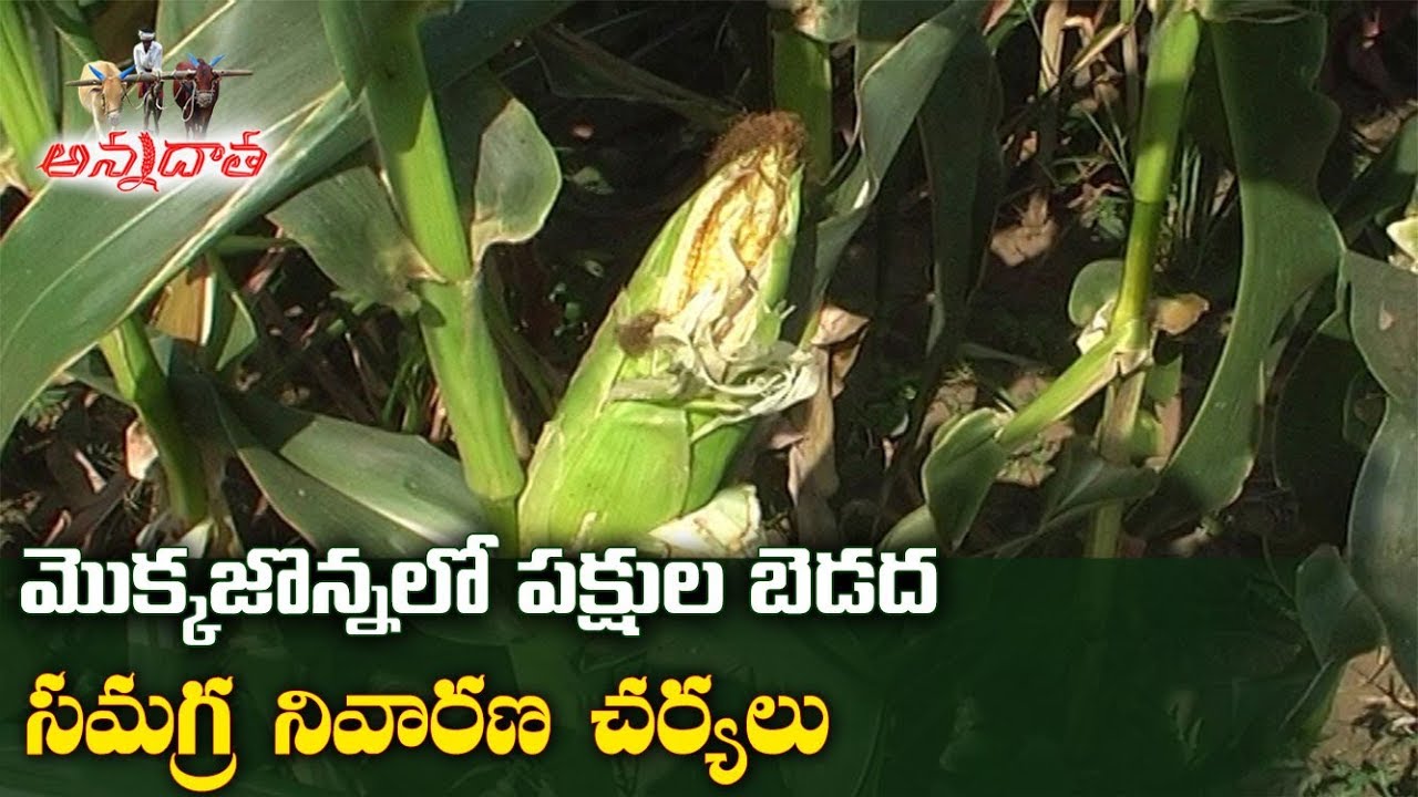 Bird Problem in Maize | మొక్కజొన్నలో  పక్షుల బెడద