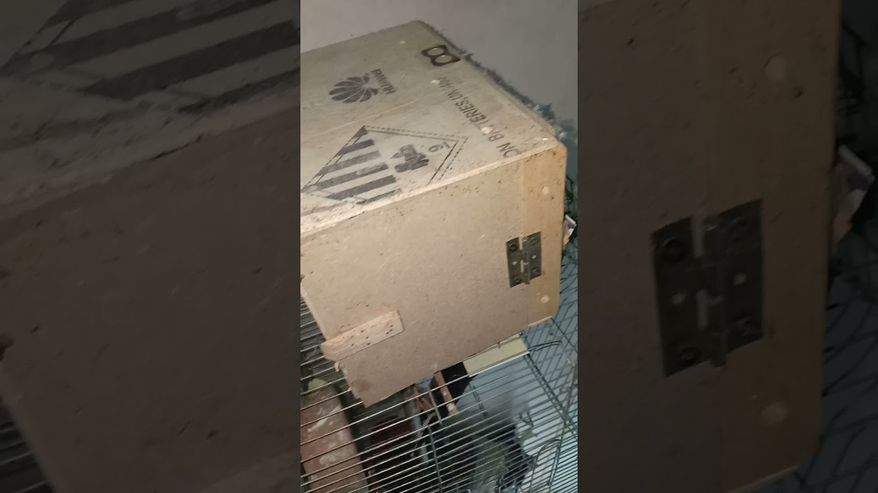 ازاي🤔 تفرق بين👌 الذكر🦅 والانثي  🦜في 👌طائر الميناء المتكلم👂👂