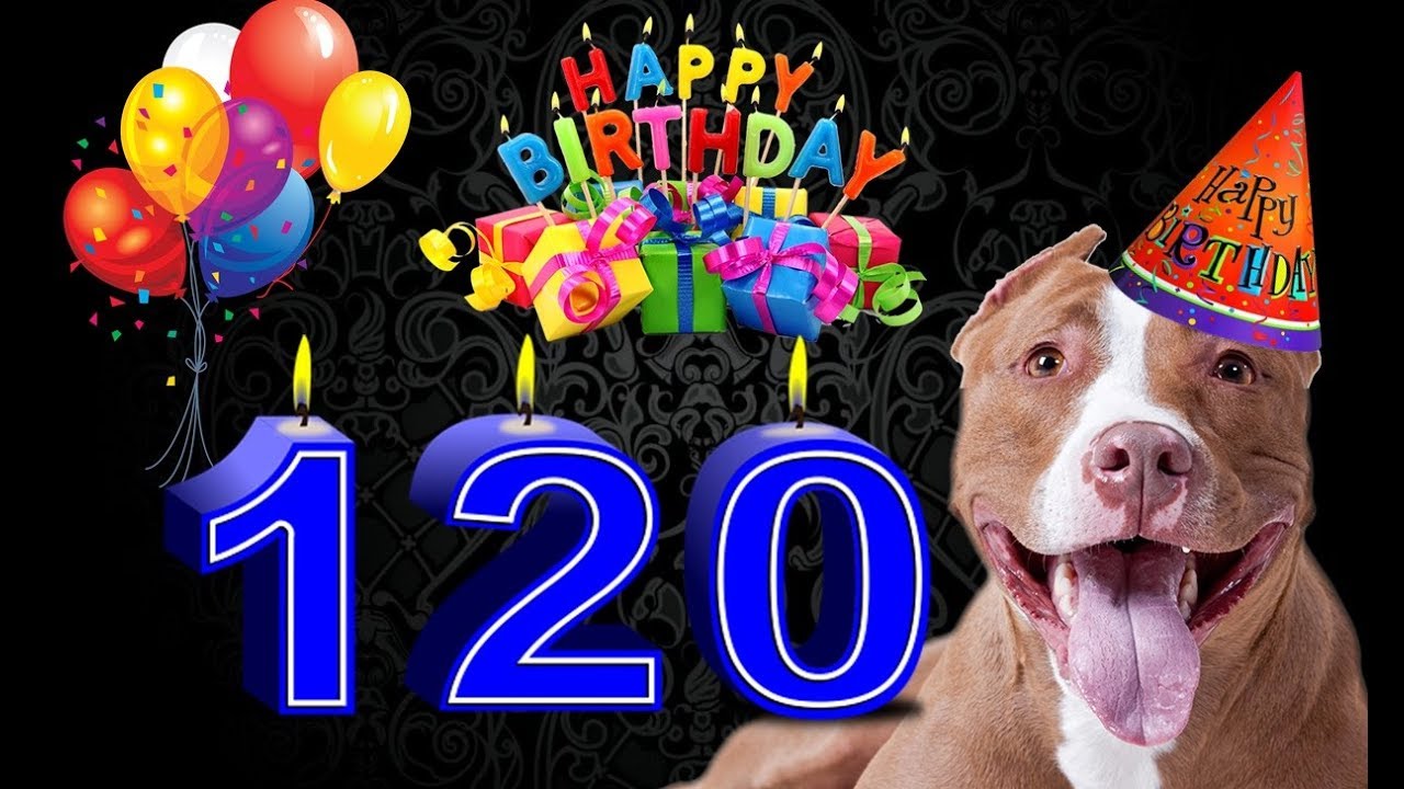 120 anos de Pit Bull! O aniversário de uma raça pura e nobre com história! Conheça a trajetória!