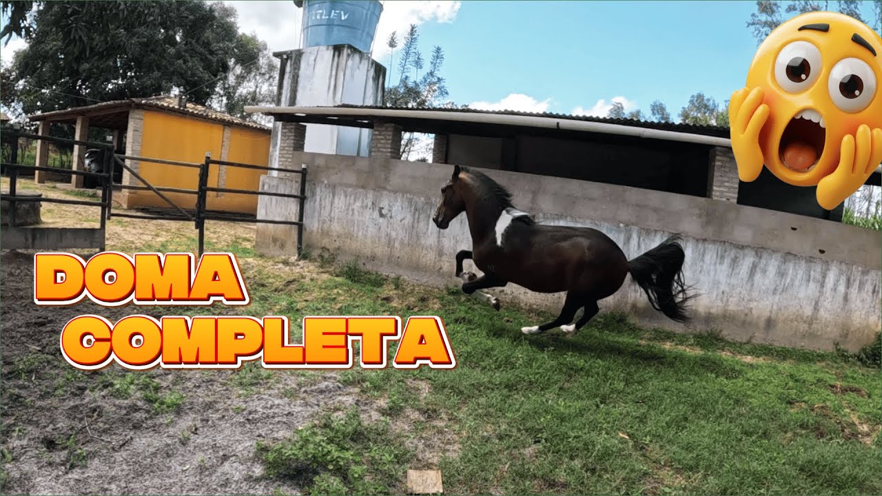 Processo completo de doma do cavalo selvagem #pov #cavalo #doma