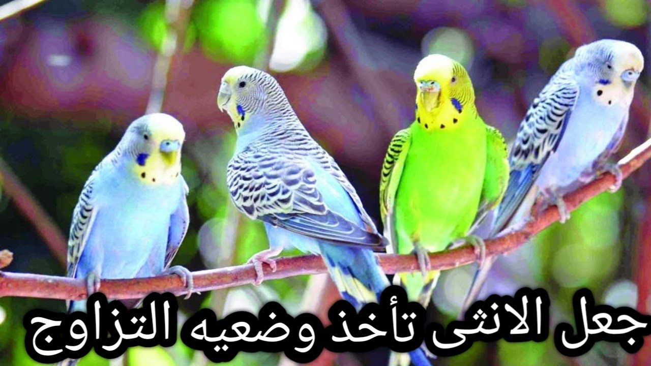 صوت طيور الحب (البادجي) 🦜تحفز الطيور على التزاوج 🥰 بأذن الله