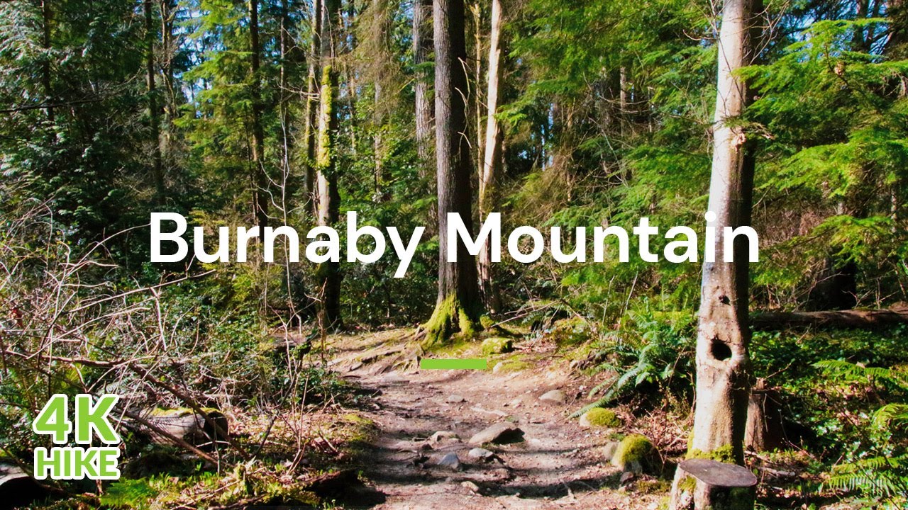 【4K】Walk Burnaby Mountain North Road Trail - Vancouver Trails