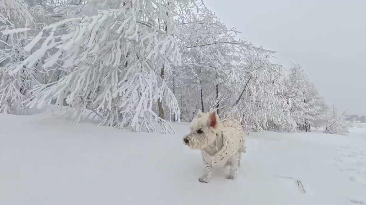 May the Snow Dog