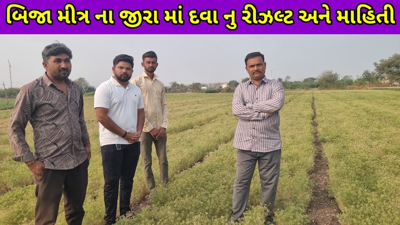 જીરું માં કાળીયો અને ફલાવરીગ ની દવા ની માહિતી Jira ni kheti ni mahiti