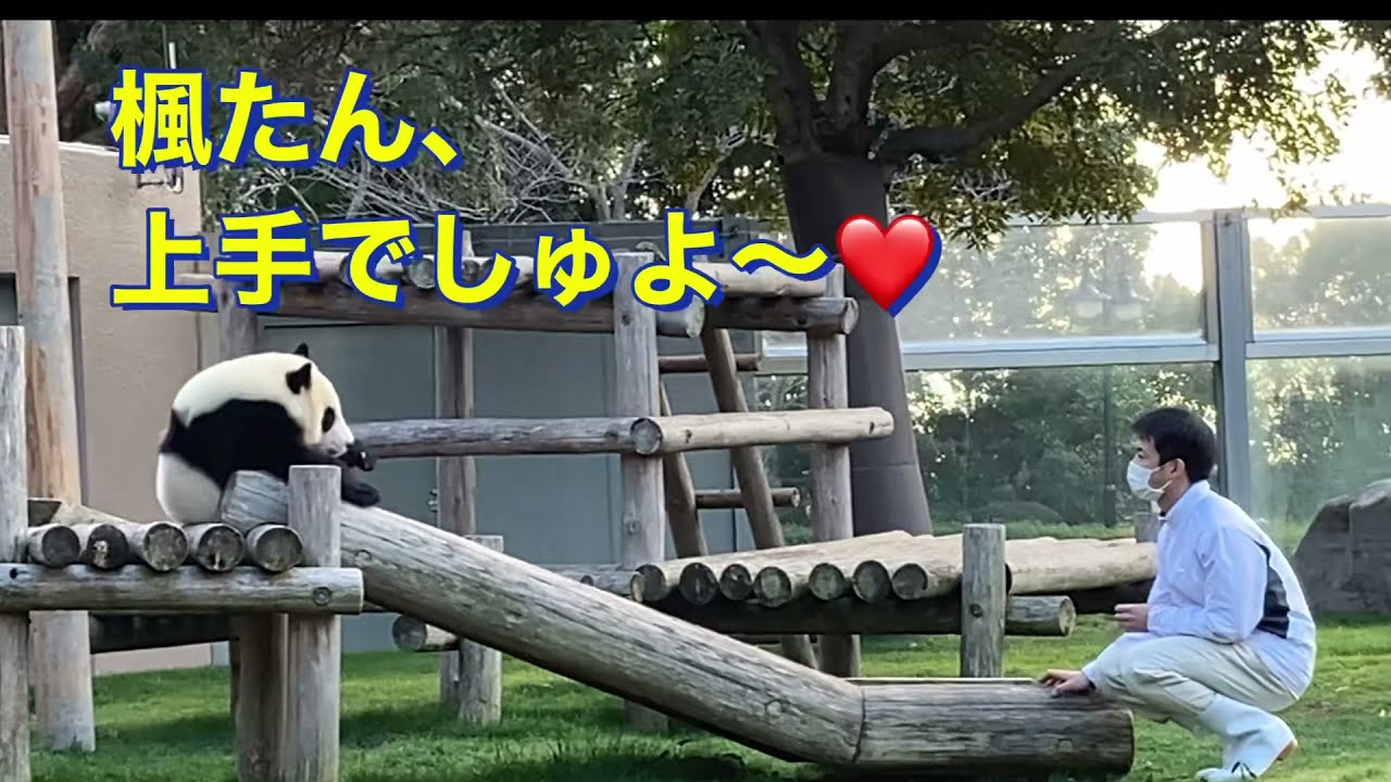 子パンダ楓浜🍁乙女のわがまま❤️ 王子💕お兄たん飼育員しゃんだいしゅき❤️❤️@papapanpanda4895 #楓浜