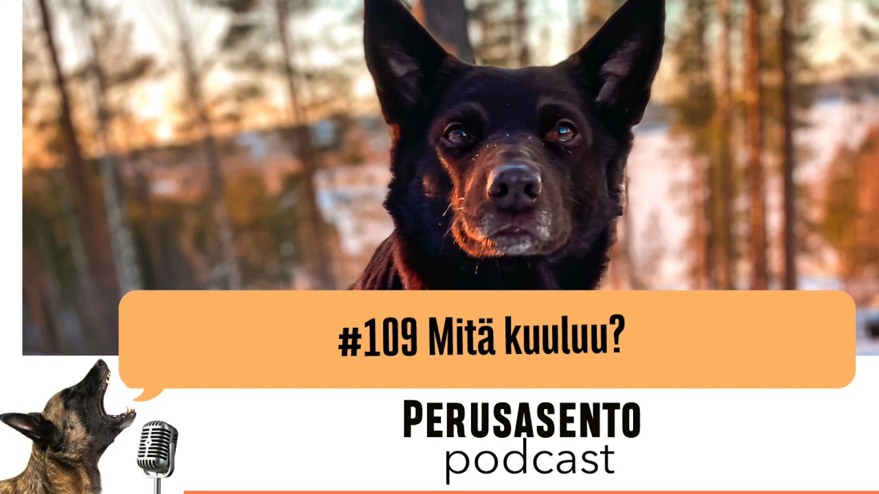 #109 MIT&Auml; KUULUU? | PERUSASENTO-podcast #koirat #perusasentopodcast #koira #koiraharrastus