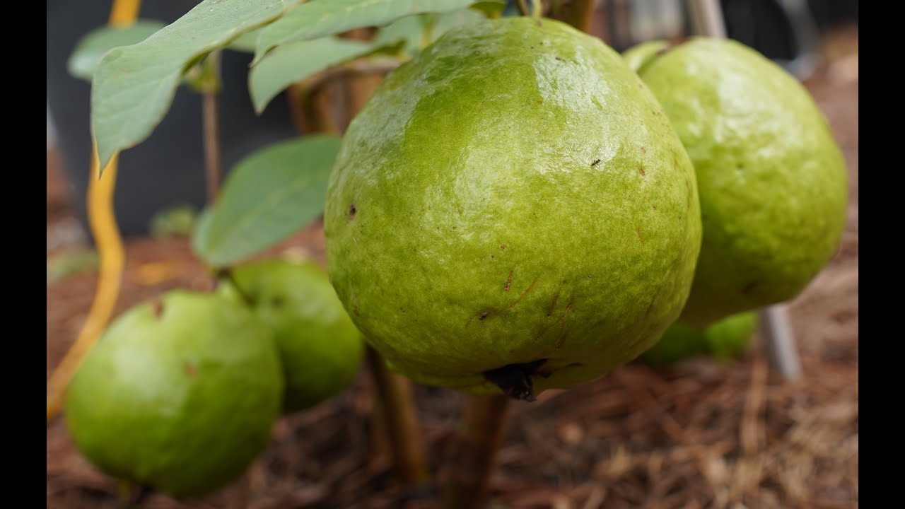Tropical fruit trees in Atlanta Greenhouse tour