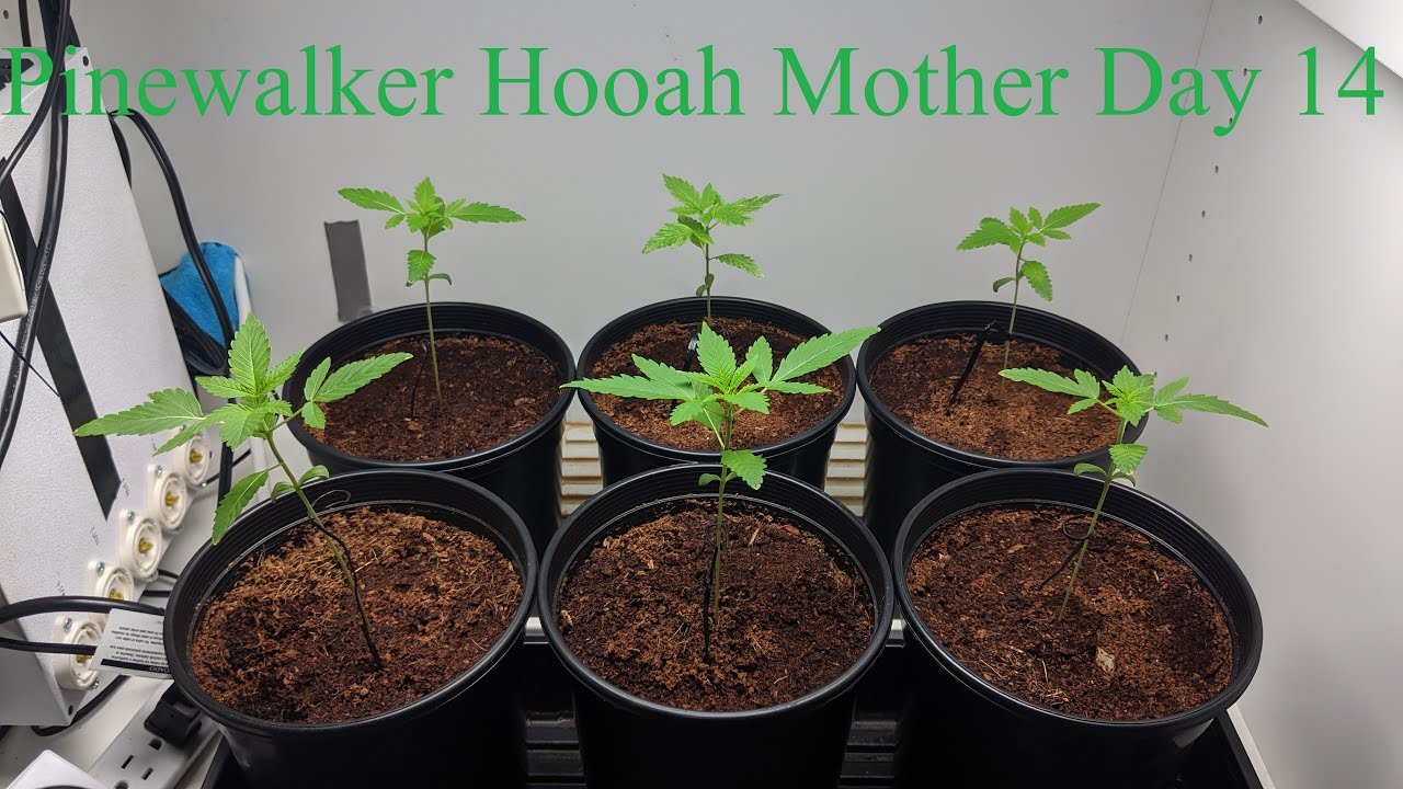 Pinewalker Hooah Mother Series Day 14