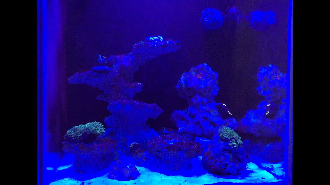 234. Co z tym morskim - uda się czy nie. Reef tank.