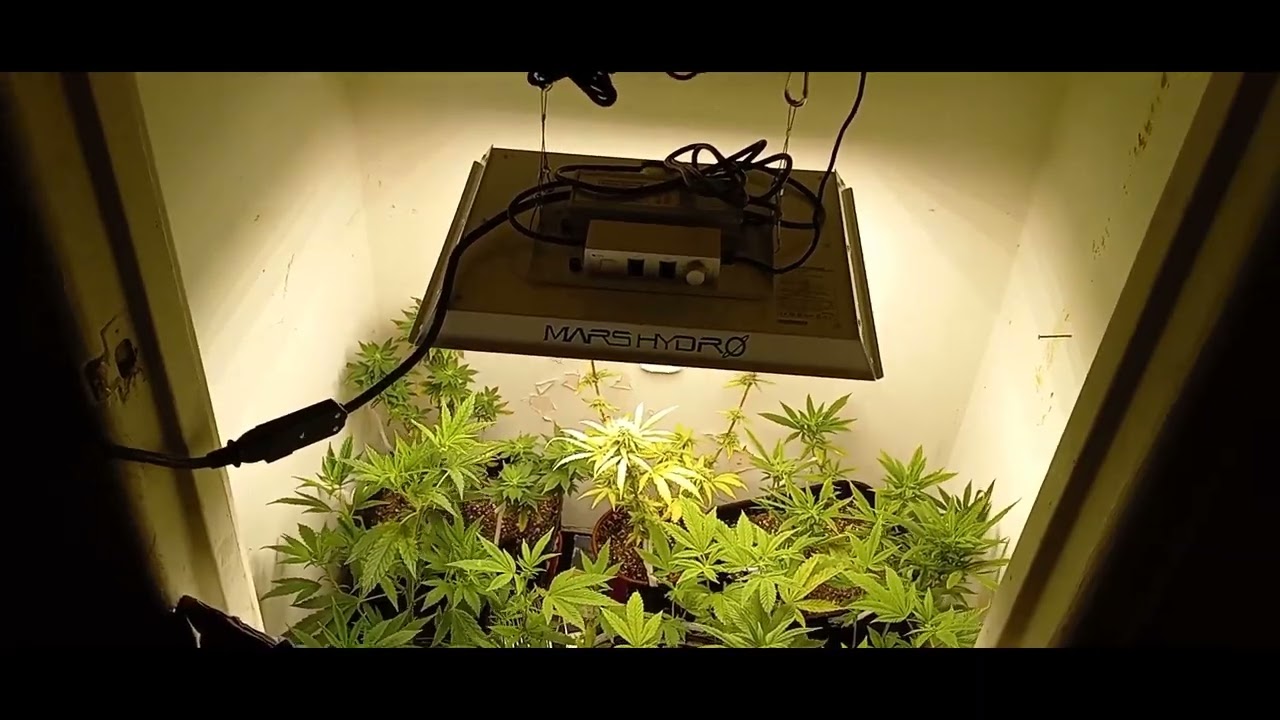 Update on my Cannabis indoor grow August 6, 2023.