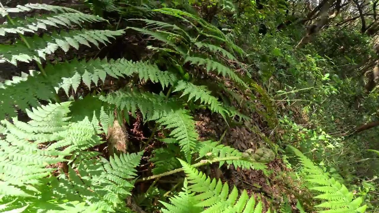 🌲 Sonidos de la Naturaleza Rutas Mágicas de Senderismo en ESPAÑA