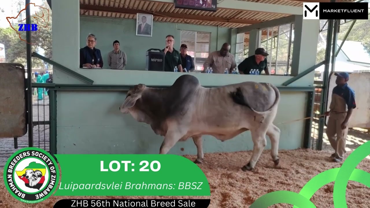 Brahman Bull Auction Sale at the Zimbabwe Herd Book 56th National Breed Sale