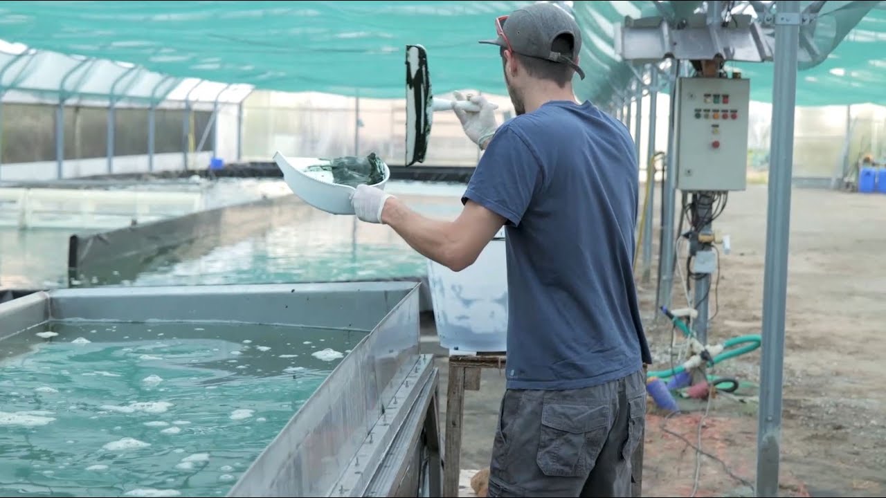Websérie : Made in Plateau des Petites Roches - La Spiruline de Chartreuse