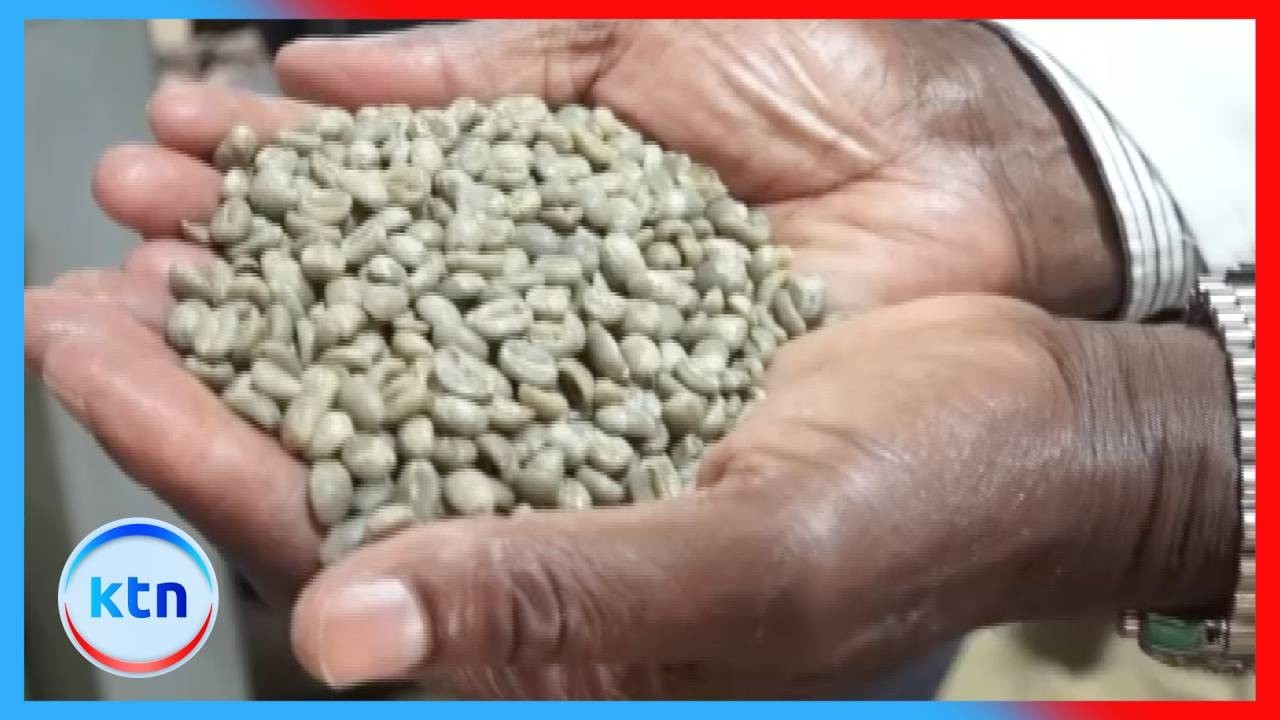 Embu Coffee Farmers Celebrate Sh171.5M Debt Waiver
