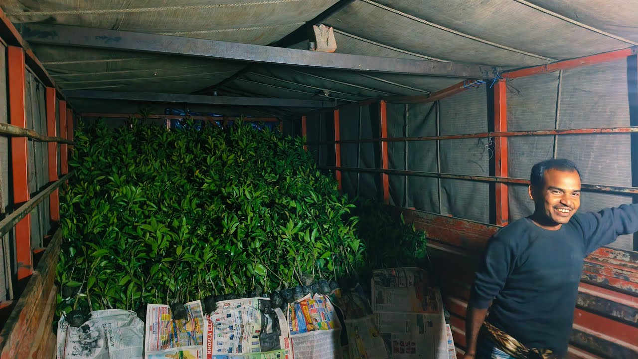 Imran nursery, Today track loading live 🔴all india Suppliers all types fruits plants available