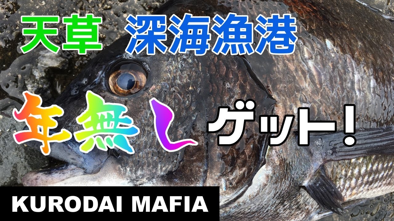 【天草】深海漁港　乗っ込みチヌ狙いで年無しゲット！