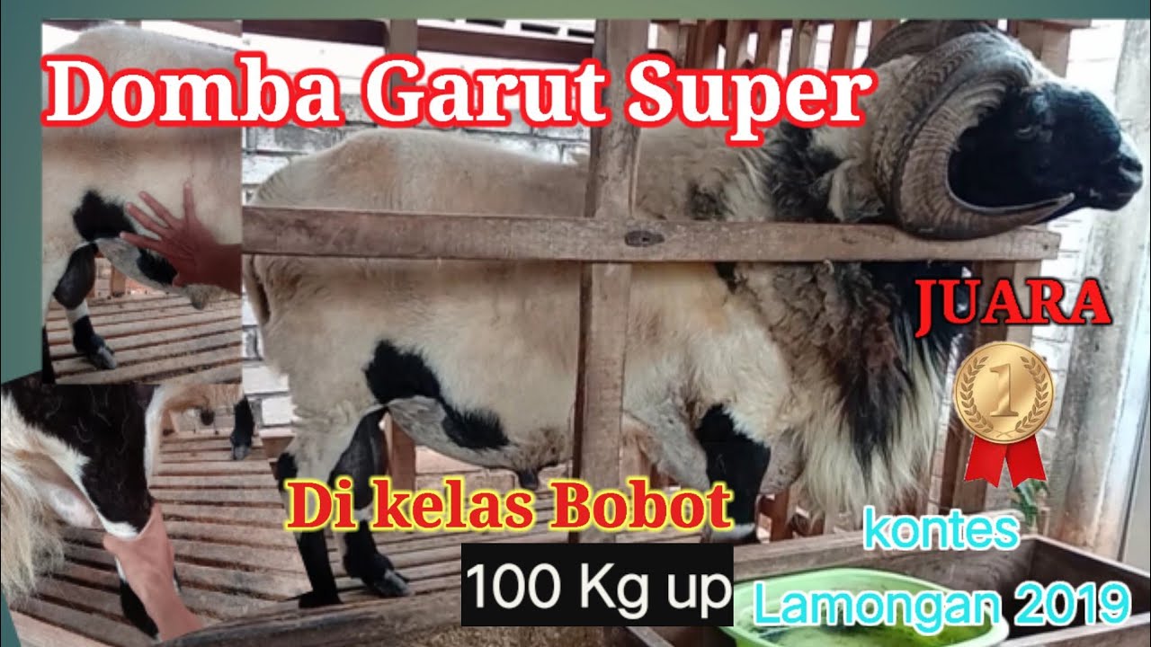 Domba Garut Super Bobot 100 kg UP Menjuarai kontes Kelas Bobot, Bagaimna Kondisinya saat ini....??