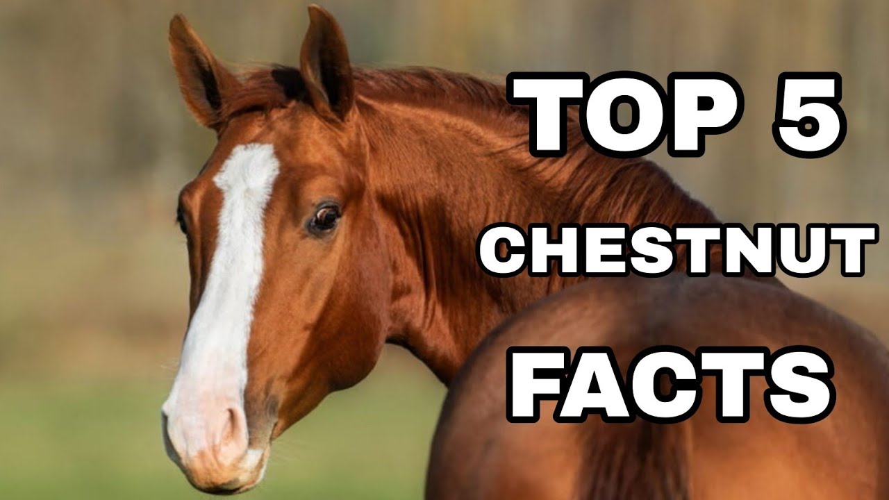 TOP 5 CHESTNUT FACTS