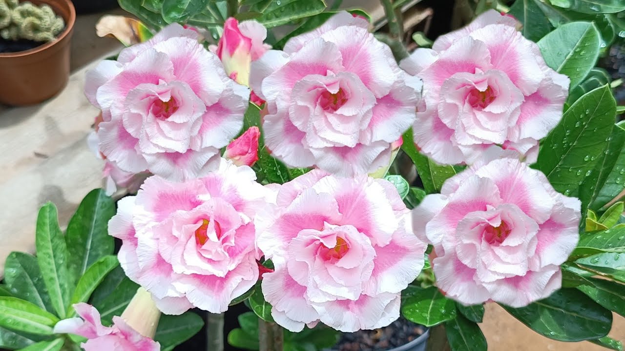 Rosa do Deserto Laila + Tour Completo com muitas flores 🥰🤗🌺