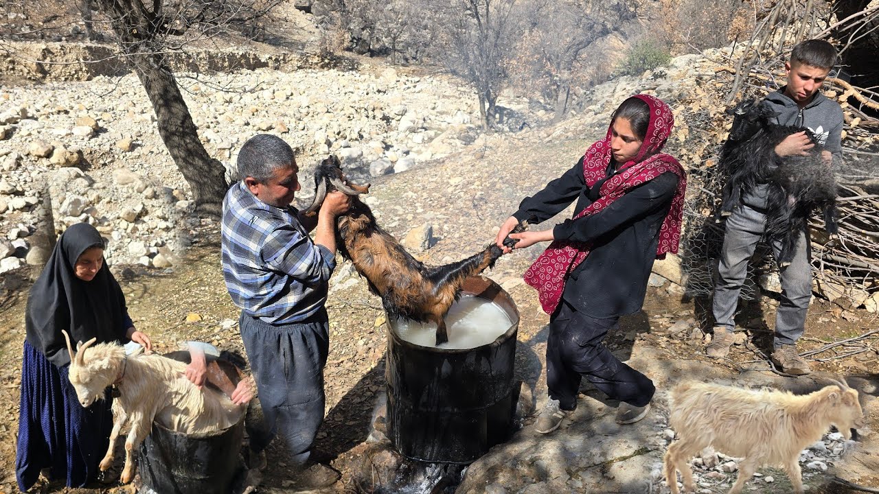 An old and effective nomadic method in the mountains | Treating and washing sheep with water