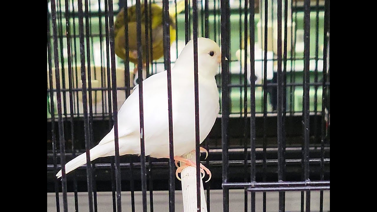 MODENA : CANARI FIFE FANCY BLANC - WHITE FIFE FANCY CANARY