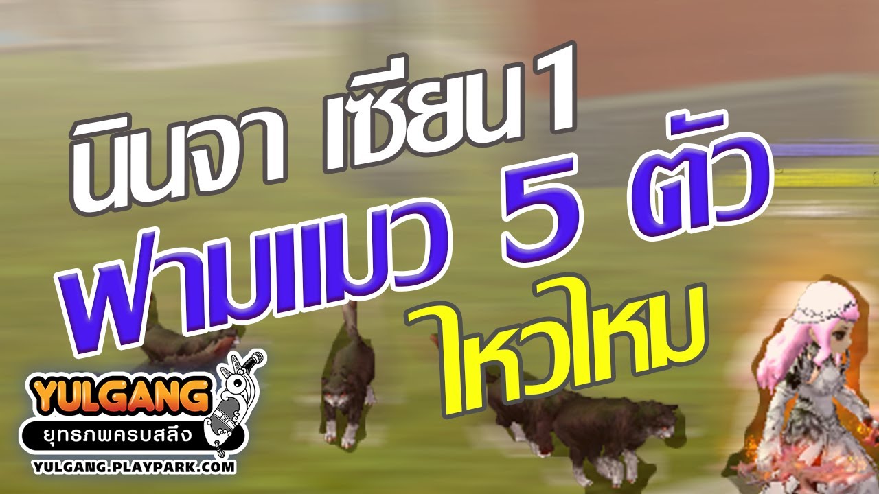 โยกัง นินจาเซียน1 ฟามแมว5ตัว ที่หุบเขาร้อยลี้