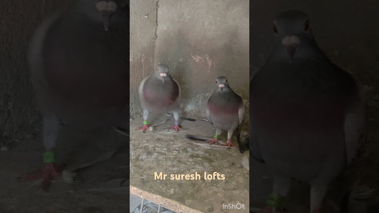 baby pigeons feeding | telugu pigeon videos🕊️🕊️🕊️🕊️ 