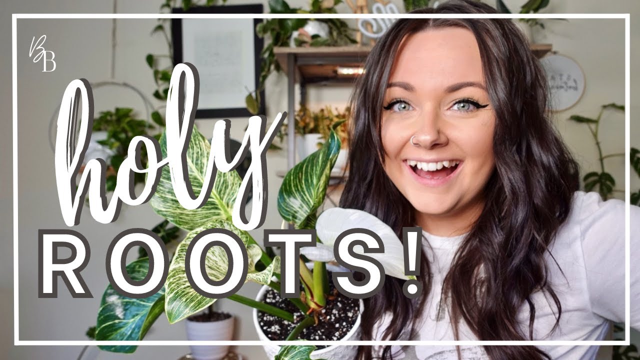 MAJOR Air Layering SUCCESS! | Philodendron Birkin Air Layering UPDATE & Relaxing Repot With Me