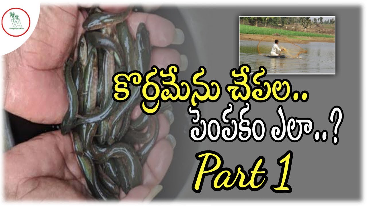 కొరమేను చేపల పెంపకం పార్ట్ -1 / Koramenu Fish Farming In Telugu | #VillageAgriculture 21/11/2022