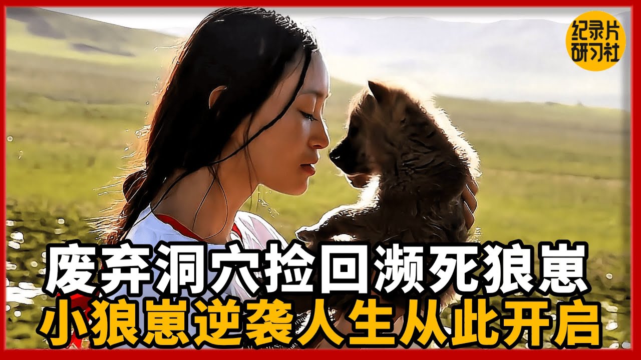 【成长记录】废弃洞穴捡回濒死狼崽，逆袭人生从此开启！ #纪实 #重返狼群 #动物 #狼王 #记录片 #狼群 #李微漪 #生命的意义