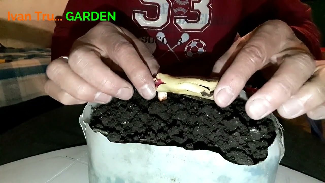 🥭Como Germinar Una Semilla De Mango - Cultivo DE Mango En Casa - TRUCO EXITOSO Para Germinar Mango