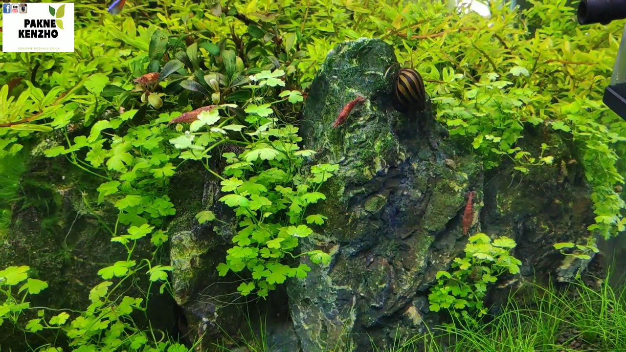 #139 Membuat Aquascape tema natural