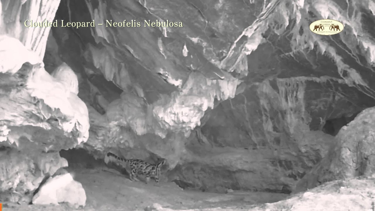 Clouded Leopard in Khao Sok, Thailand - Elephant Hills' Camera Trap Project