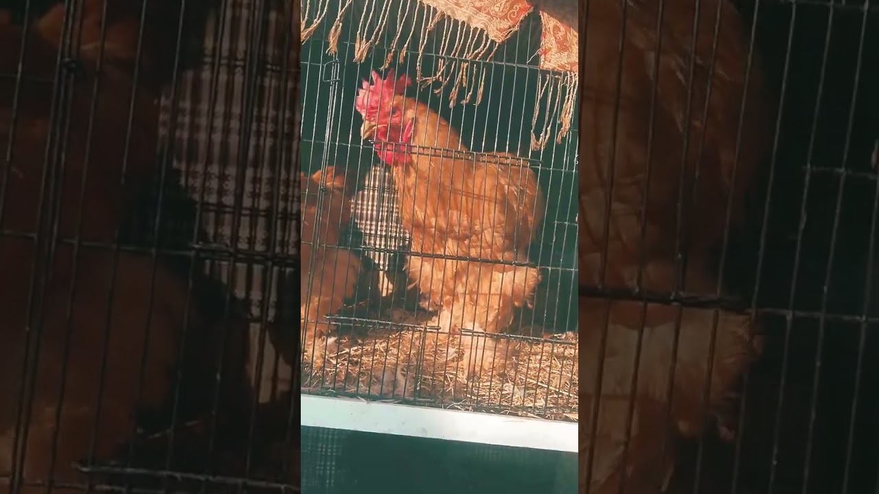 Golden puff chicks
