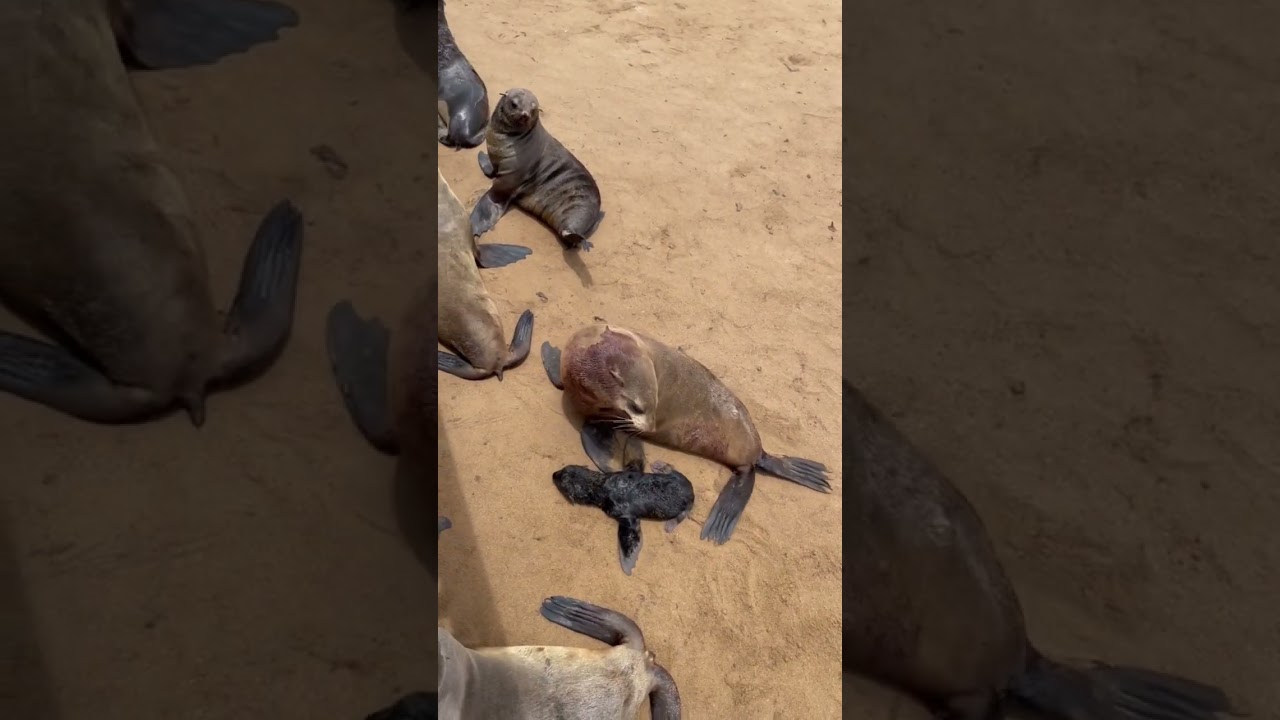 This is how a seal Mom treats her absolutely cute newborn baby | Part 2 | Cape Cross Namibia