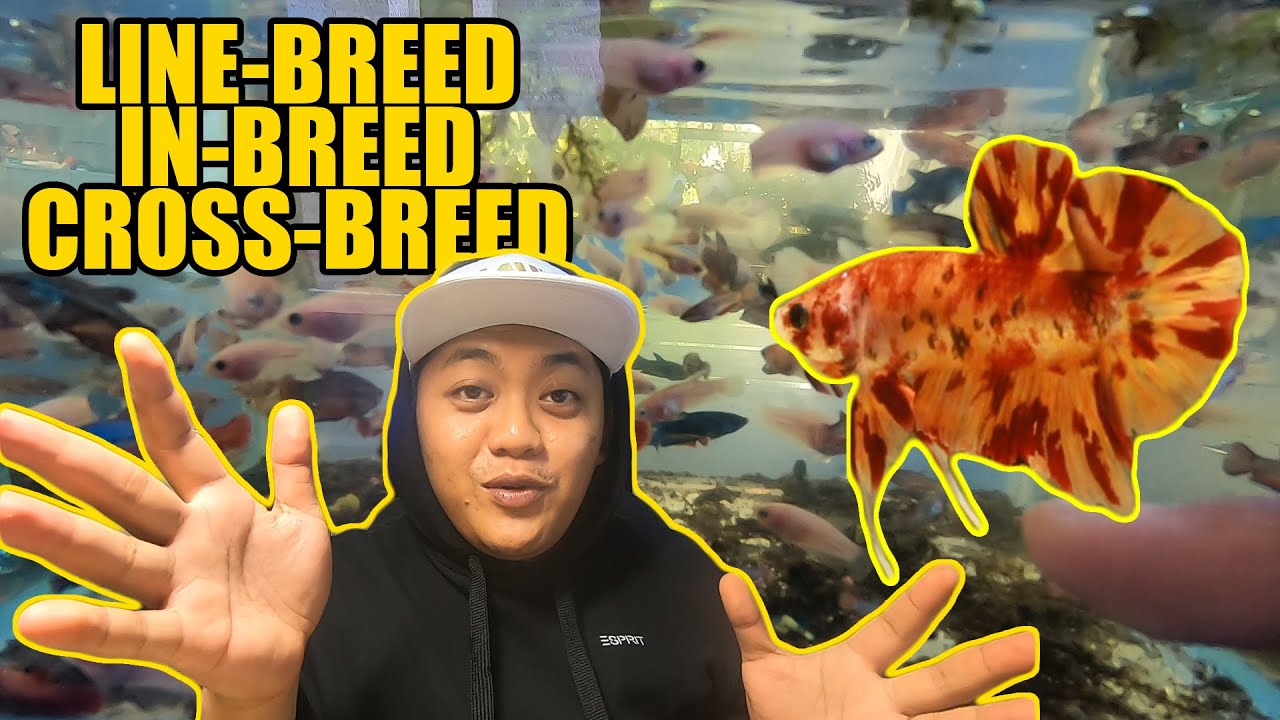 INBREED? LINE BREED? CROSSBREED? + JAR HM KOI