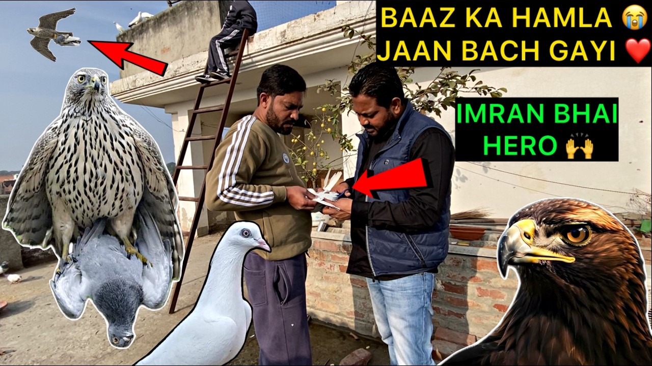 Kabutar Par Baaz Ka Hamla 😢 | Zakhmi Pigeon Ka Treatment | Emotional Rescue Story