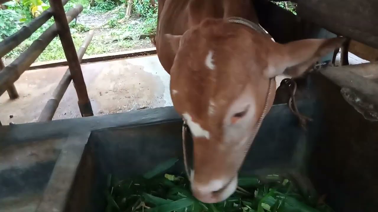 Menu mkn sore coperan rumput gajah di kandang surya lembu selatan.#bredingsapi#pedetsuper#sapibali.