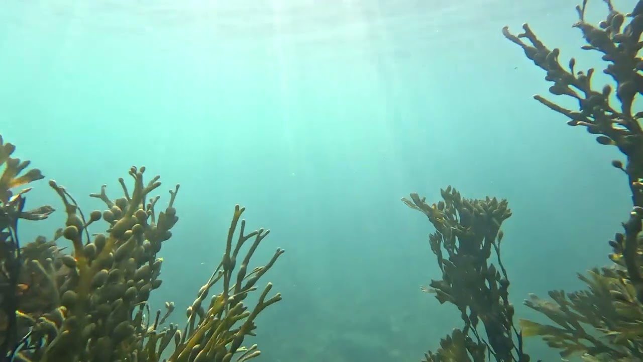 Dive Into Iceland’s Secret Underwater World 🌊🌿🐠