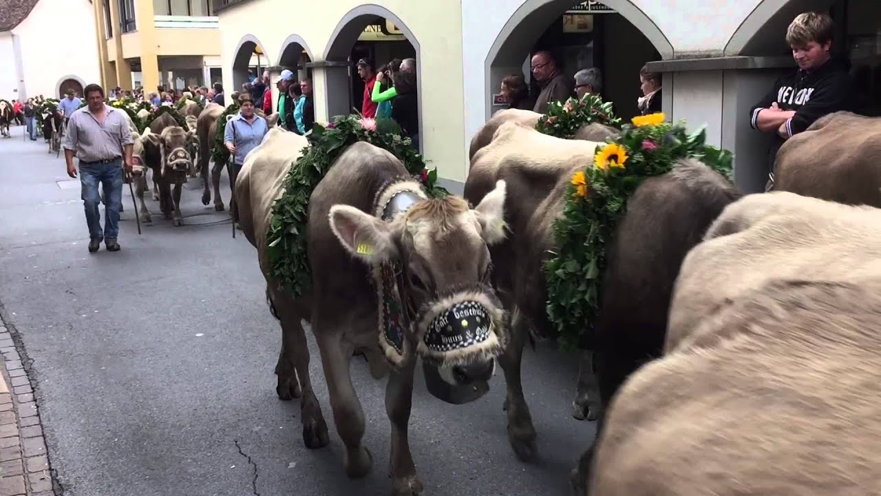 Alpabfahrt Siezer Rinderi 2015